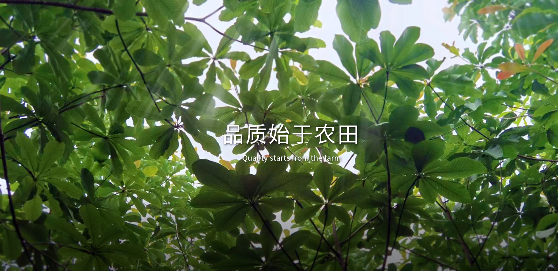 色情网
，中药材原料出口，代用茶，色情网
（湖北）药业有限公司
