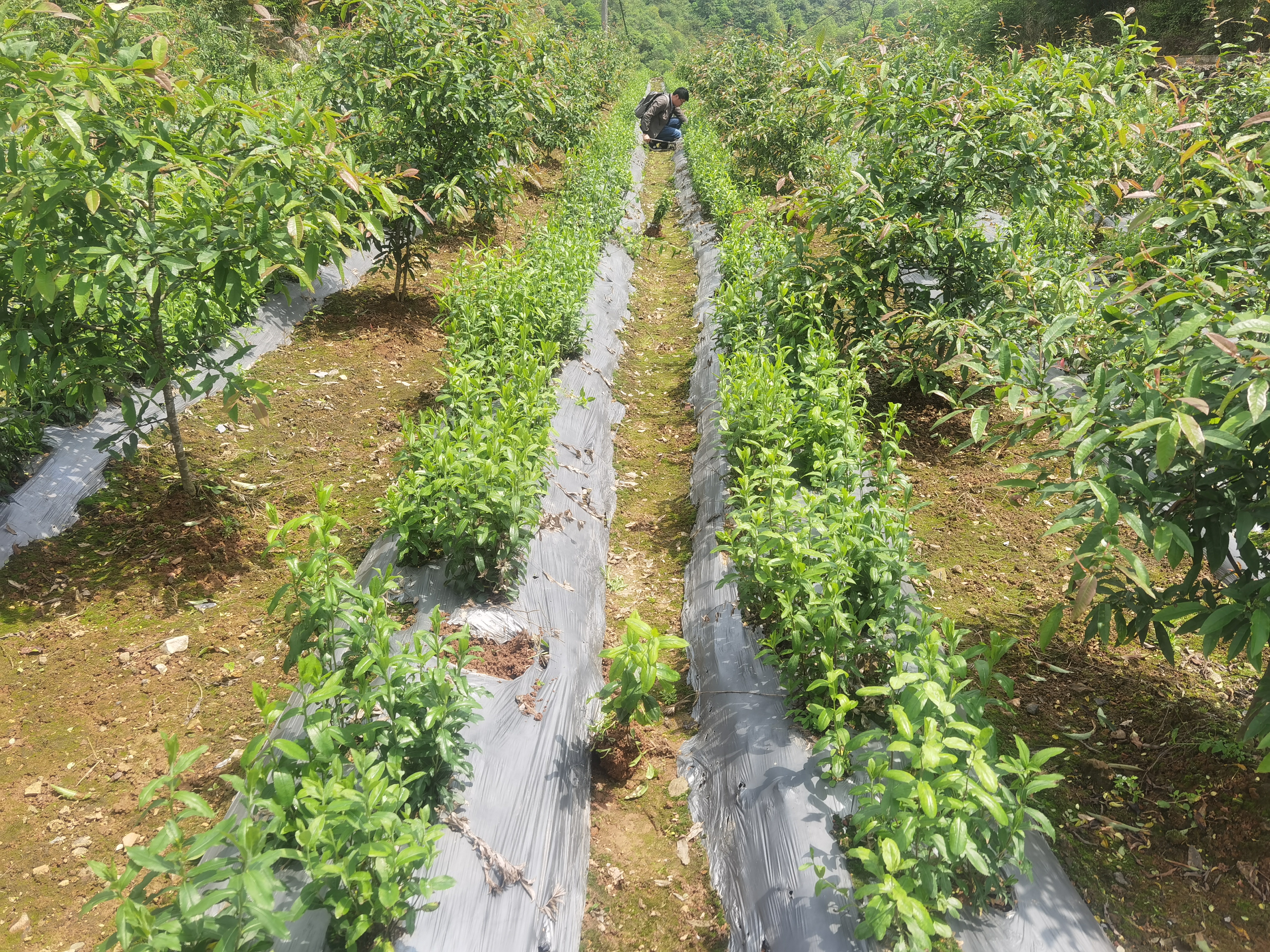 色情网
，中药材原料出口，代用茶，色情网
（湖北）药业有限公司