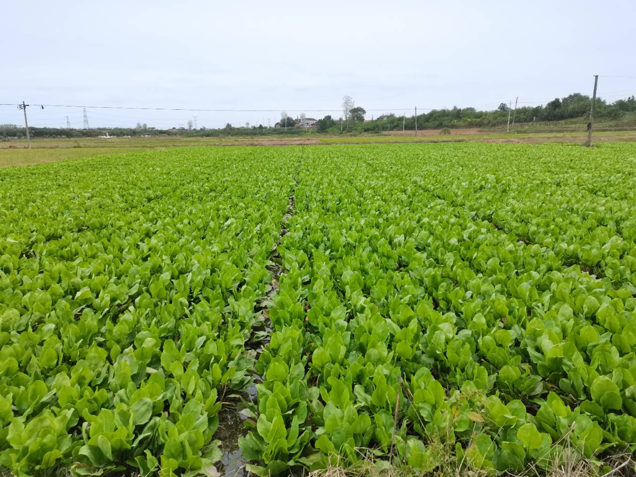 色情网
，中药材原料出口，代用茶，色情网
（湖北）药业有限公司
