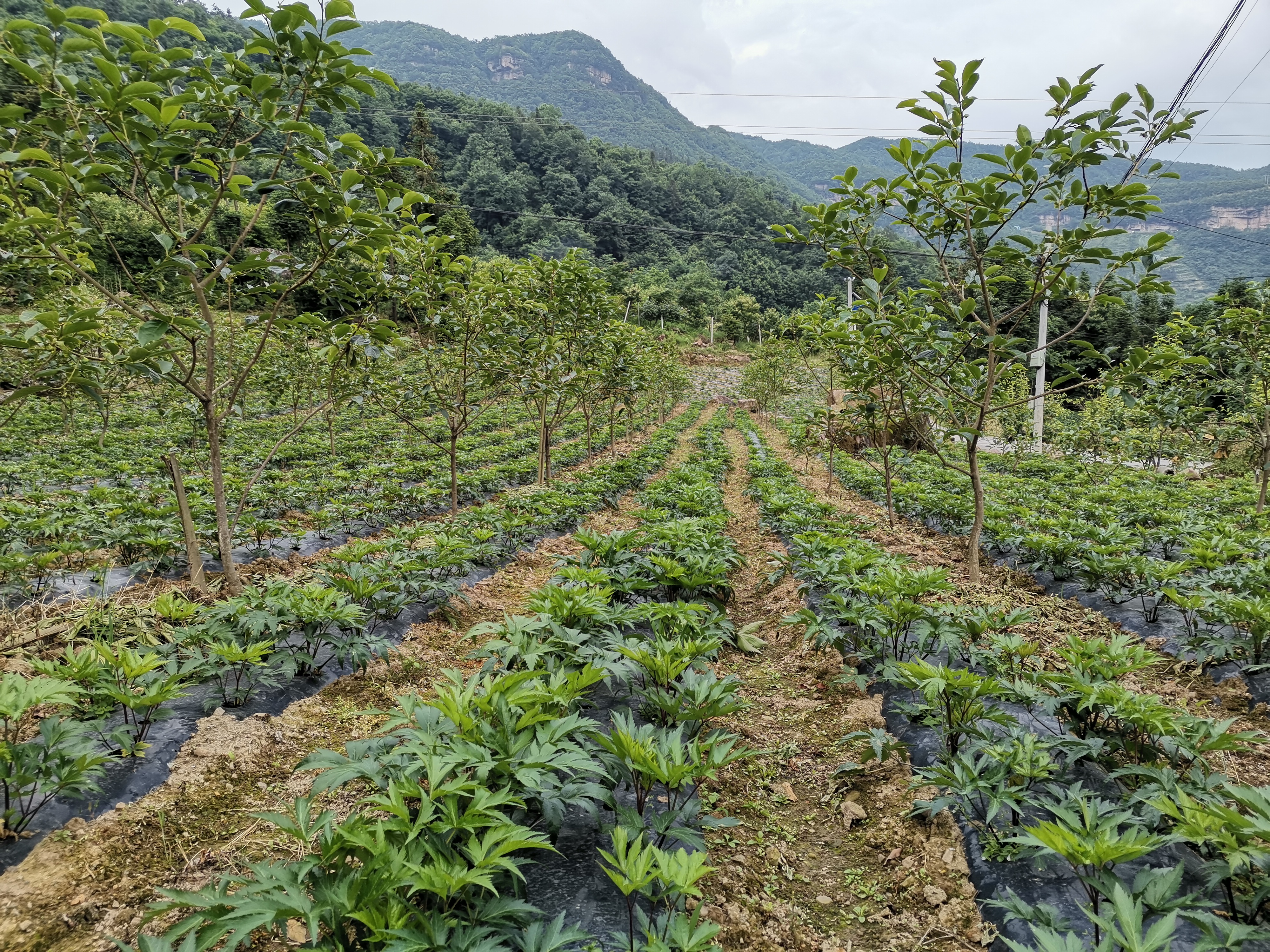 色情网
，中药材原料出口，代用茶，色情网
（湖北）药业有限公司