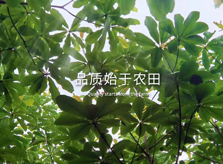 色情网
，中药材原料出口，代用茶，色情网
（湖北）药业有限公司