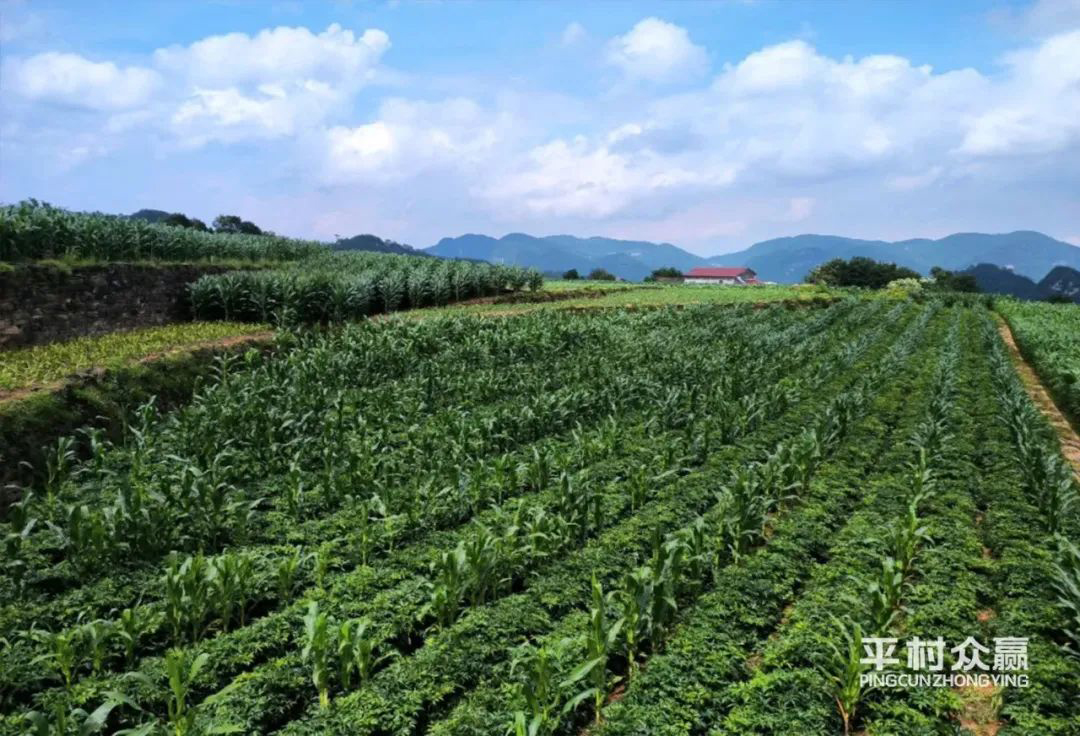 色情网
，中药材原料出口，代用茶，色情网
（湖北）药业有限公司